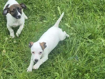 Jack Russell puppies 0861650340