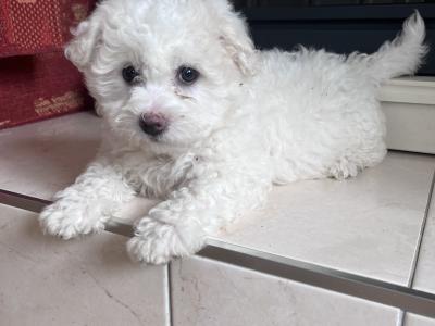 Shih Tzu x Bichon Frise puppies in Sligo