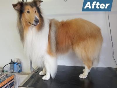 IKC Certified Sable & White Rough Collie for stud in Mayo