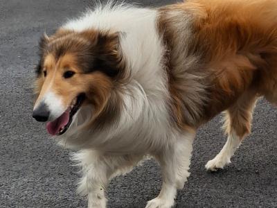 IKC Certified Sable & White Rough Collie for stud in Mayo