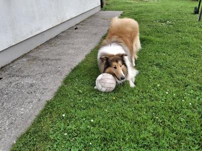 IKC Certified Sable & White Rough Collie for stud in Mayo