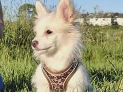 Long Haired female Chihuahua puppy in Mayo