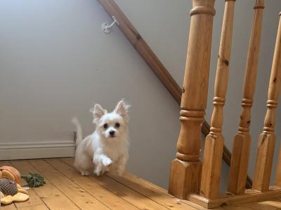 Long Haired female Chihuahua puppy in Mayo