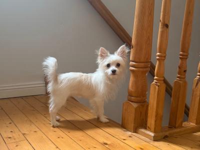 Long Haired female Chihuahua puppy in Mayo