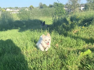 Long Haired female Chihuahua puppy in Mayo