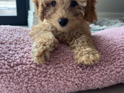 Maltipoo puppies in Mayo - 1 MALE LEFT
