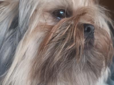 Loving male Shih Tzu  17 months old in Cork