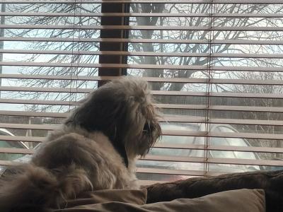 Loving male Shih Tzu  17 months old in Cork
