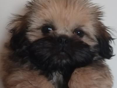 Loving male Shih Tzu  17 months old in Cork
