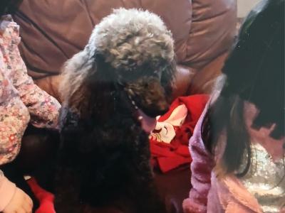 Rare F1b miniature Cockapoo pups in Limerick