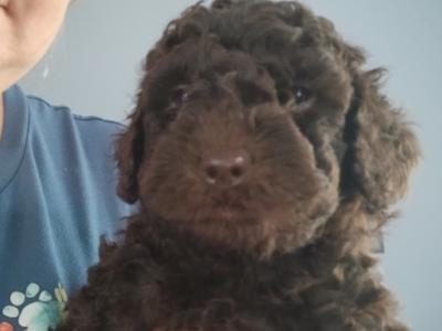 Rare F1b miniature Cockapoo pups in Limerick