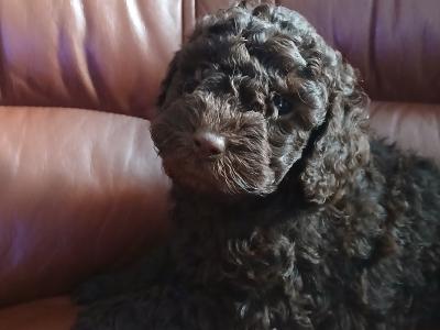 Rare F1b miniature Cockapoo pups in Limerick