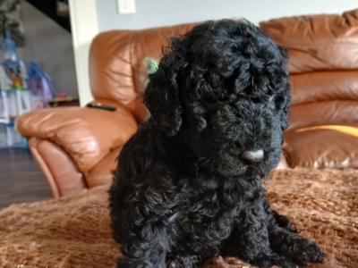 Rare F1b miniature Cockapoo pups in Limerick