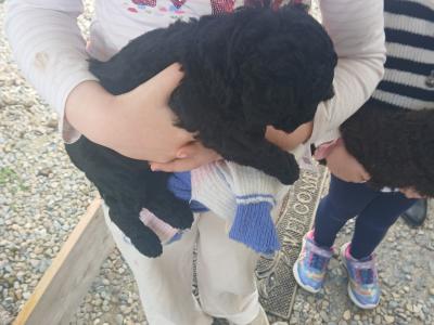 Rare F1b miniature Cockapoo pups in Limerick