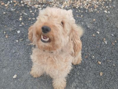 Rare F1b miniature Cockapoo pups in Limerick