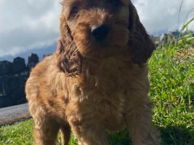 Miniature Irish Doodle puppies in Kilkenny