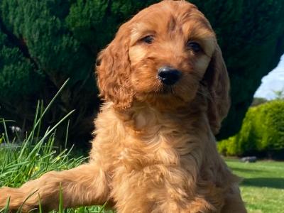 Miniature Irish Doodle puppies in Kilkenny