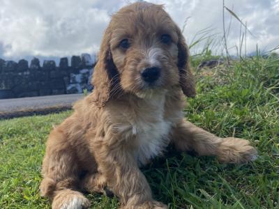 Miniature Irish Doodle puppies in Kilkenny