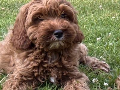 Cavapoo puppies 🐶🐶 in Wicklow