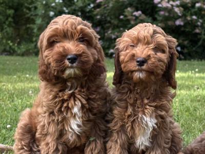 Cavapoo puppies 🐶🐶 in Wicklow