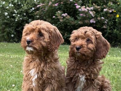 Cavapoo puppies 🐶🐶 in Wicklow