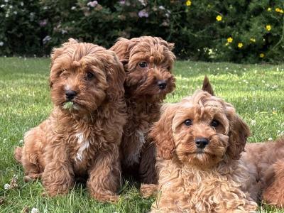 Cavapoo puppies 🐶🐶 in Wicklow