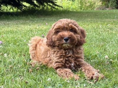 Cavapoo puppies 🐶🐶 in Wicklow