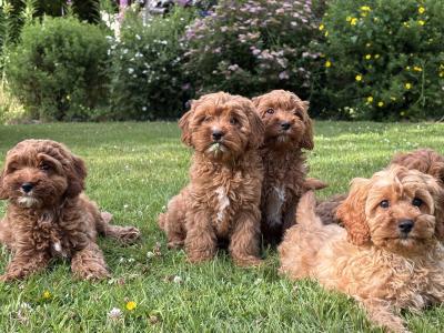 Cavapoo puppies 🐶🐶 in Wicklow