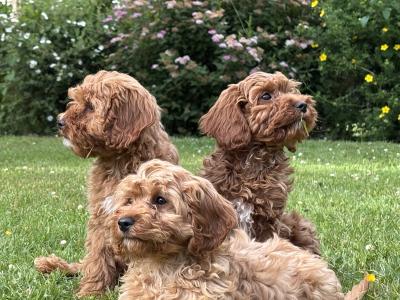 Cavapoo puppies 🐶🐶 in Wicklow