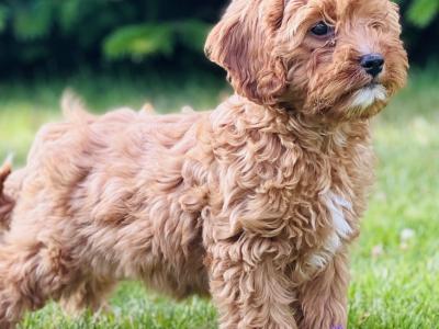 Cavapoo puppies 🐶🐶 in Wicklow