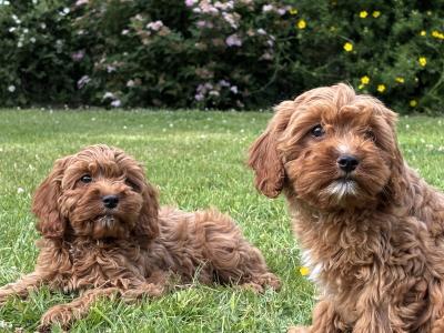 Cavapoo puppies 🐶🐶 in Wicklow