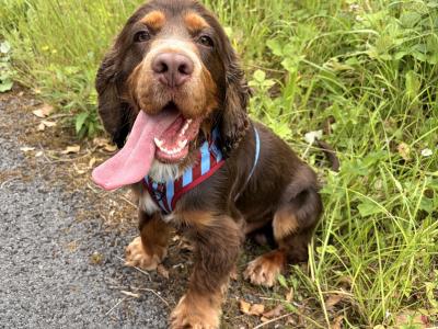 Gorgeous Cocker Spaniel for stud in Westmeath