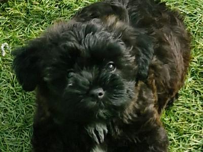 Beautiful fluffy Biewer Terrier x Yorkshire Terrier puppies in Cork