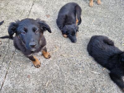Border Collie x German Shepherd puppies in Carlow