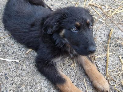 Border Collie x German Shepherd puppies in Carlow