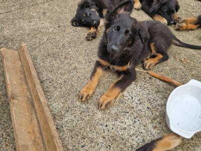 Border Collie x German Shepherd puppies in Carlow