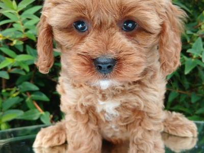 Beautiful Cavachon puppies in Cavan