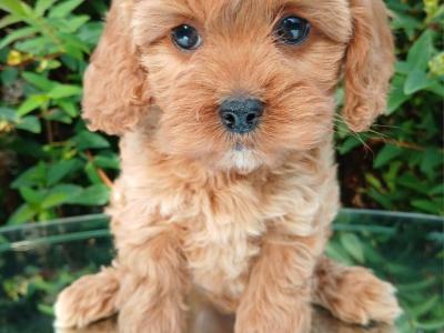 Beautiful Cavachon puppies in Cavan