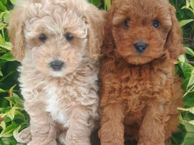 Beautiful Cavachon puppies in Cavan