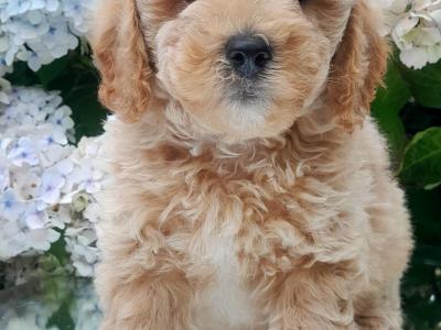 Beautiful Cavachon puppies in Cavan