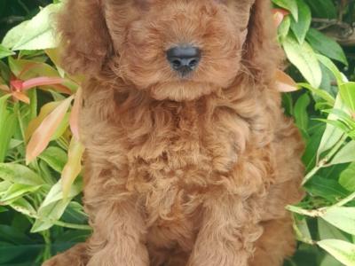 Beautiful Cavachon puppies in Cavan