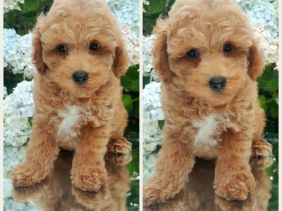 Beautiful Cavachon puppies in Cavan