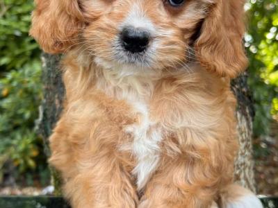 Beautiful Cavachon puppies in Cavan