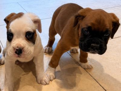 IKC Registered (PENDING) Boxer puppies in Cork