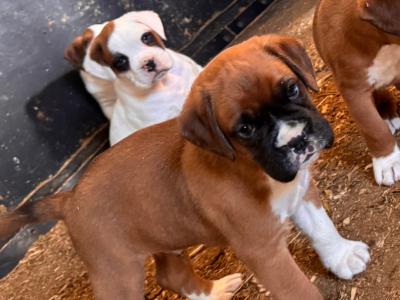 IKC Registered (PENDING) Boxer puppies in Cork