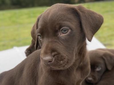 Chocolate Labrador pups in Laois