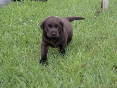 Chocolate Labrador pups in Laois