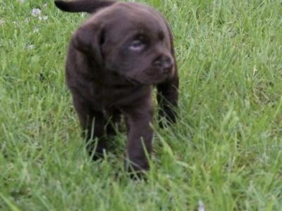 Chocolate Labrador pups in Laois