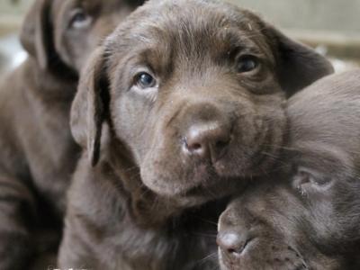 Chocolate Labrador pups in Laois