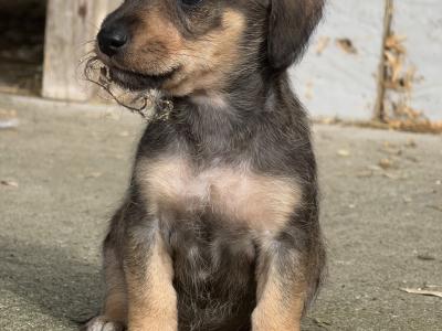 Dachshund x Schnauzer puppies in Westmeath